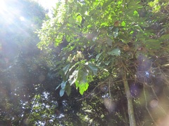 Justicia adhatodoides