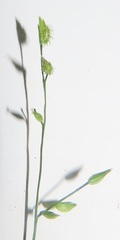 Pseudechinolaena polystachya