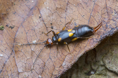 Nesogaster amoenus