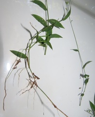 Pseudechinolaena polystachya