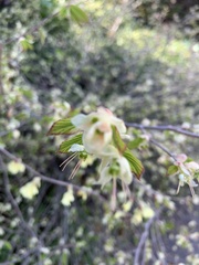 Corylopsis pauciflora