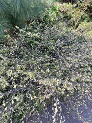 Corylopsis pauciflora