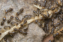 Macrotermes carbonarius