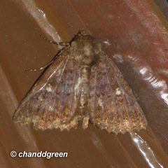 Hypersypnoides submarginata