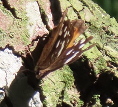 Paralethe dendrophilus