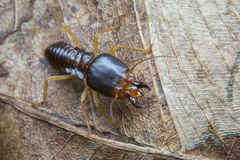 Macrotermes carbonarius