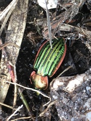 Carabus nitens