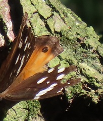 Paralethe dendrophilus