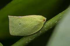 Phyllyphanta