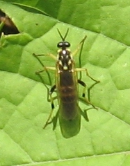 Xylomya terminalis