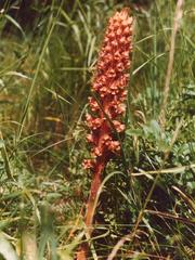 Orobanche elatior