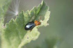 Podagrica fuscicornis