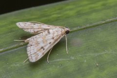 Parapoynx stagnalis