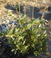 Helianthemum squamatum