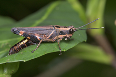 Traulia azureipennis