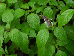 Orthosiphon rubicundus