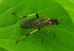 Xylomya terminalis