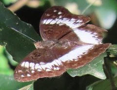 Cymothoe coranus coranus