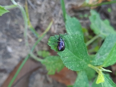 Macrohaltica transversa