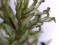 Plagiomnium undulatum