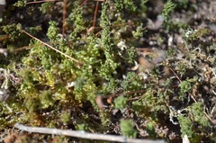 Plagiomnium undulatum