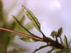 Plagiomnium undulatum