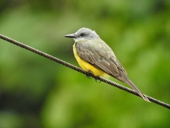 Tropical Kingbird photo 4