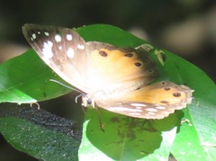 Paralethe dendrophilus