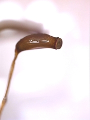 Plagiomnium undulatum