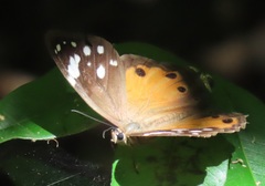 Paralethe dendrophilus