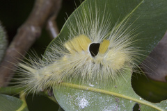 Calliteara horsfieldii