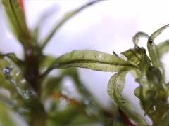 Plagiomnium undulatum