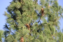 Pinus veitchii
