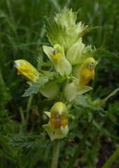 Rhinanthus mediterraneus