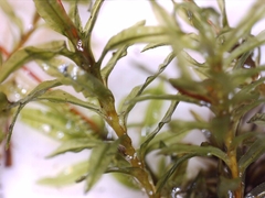 Plagiomnium undulatum