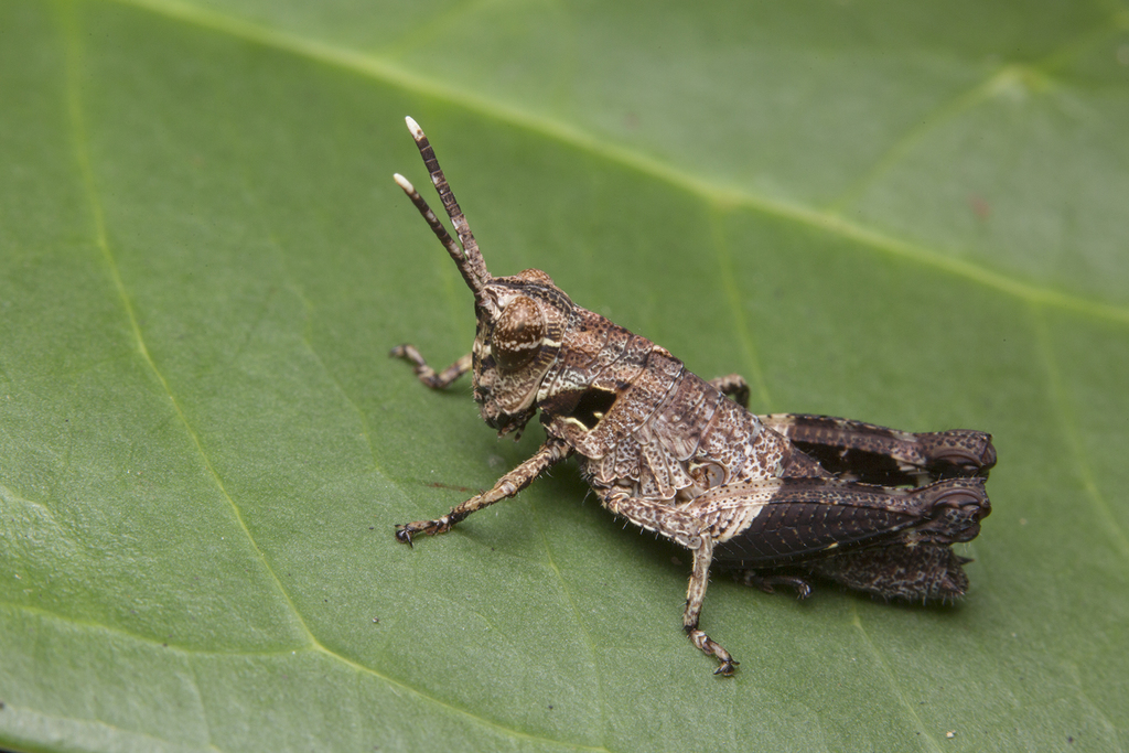 Traulia azureipennis