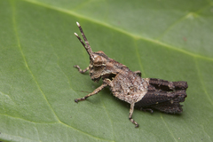 Traulia azureipennis