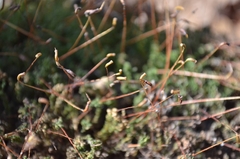 Plagiomnium undulatum