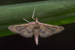 Ischnurges gratiosalis