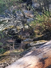 Sylvilagus floridanus