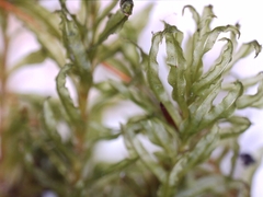 Plagiomnium undulatum