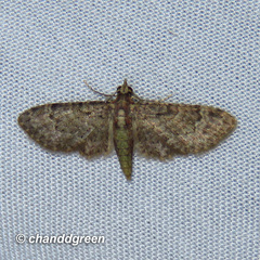 Eriopithex recensitaria