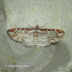 Eupithecia costalis