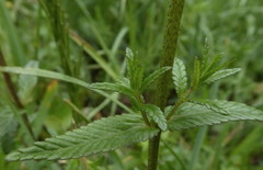 Rhinanthus mediterraneus