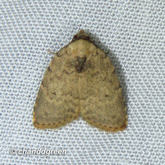 Anachrostis