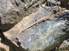 Podarcis muralis