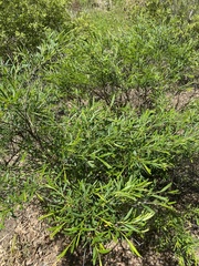 Hypericum densiflorum