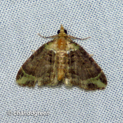 Eupithecia chlorophora