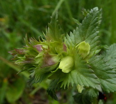 Rhinanthus mediterraneus