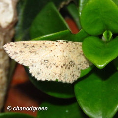 Perixera decretarioides